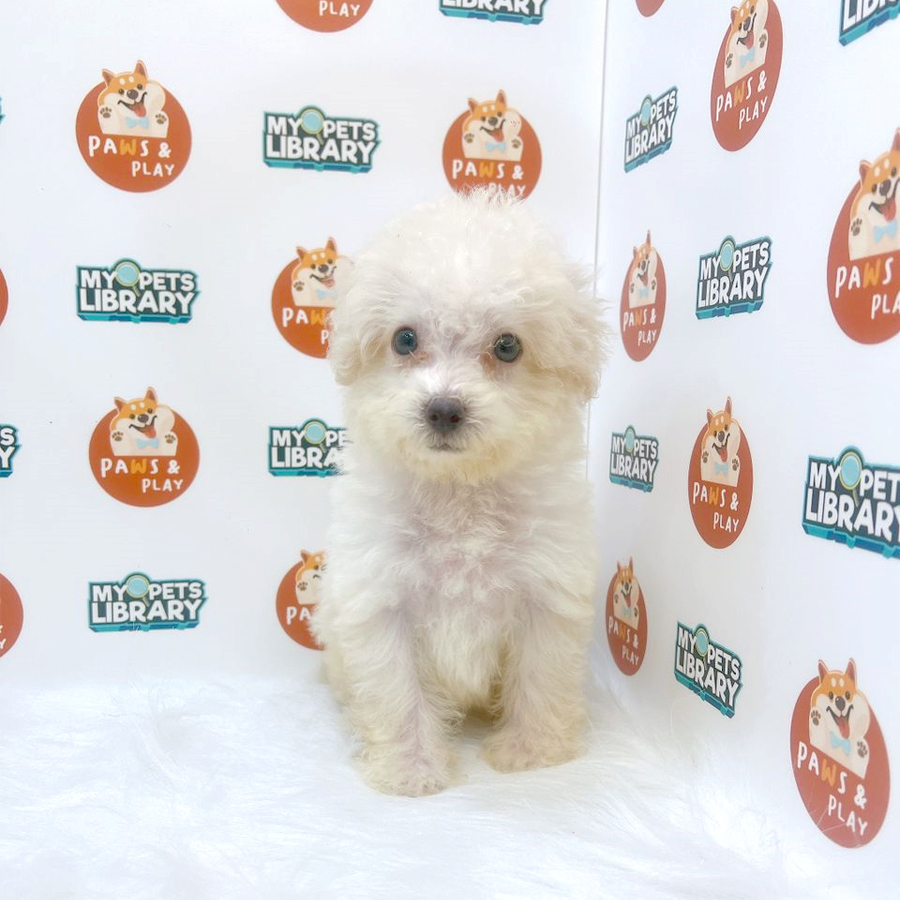 Toy Poodle Puppy (Male) For Sale