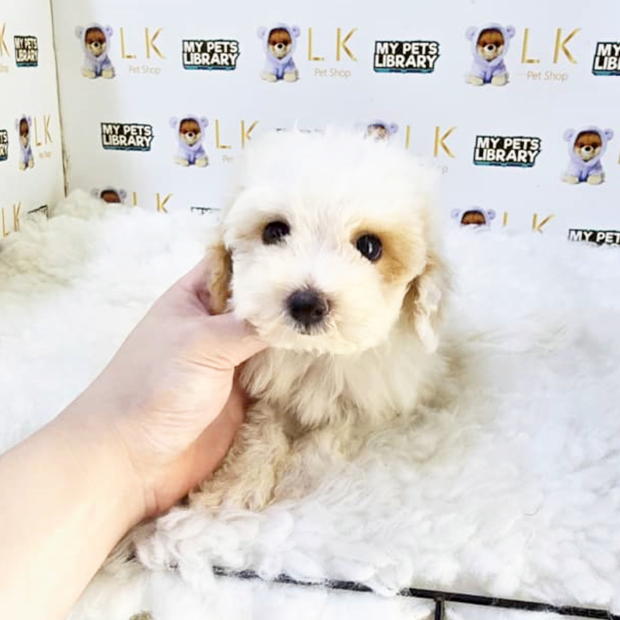 Maltipoo Puppy (Male) For Sale