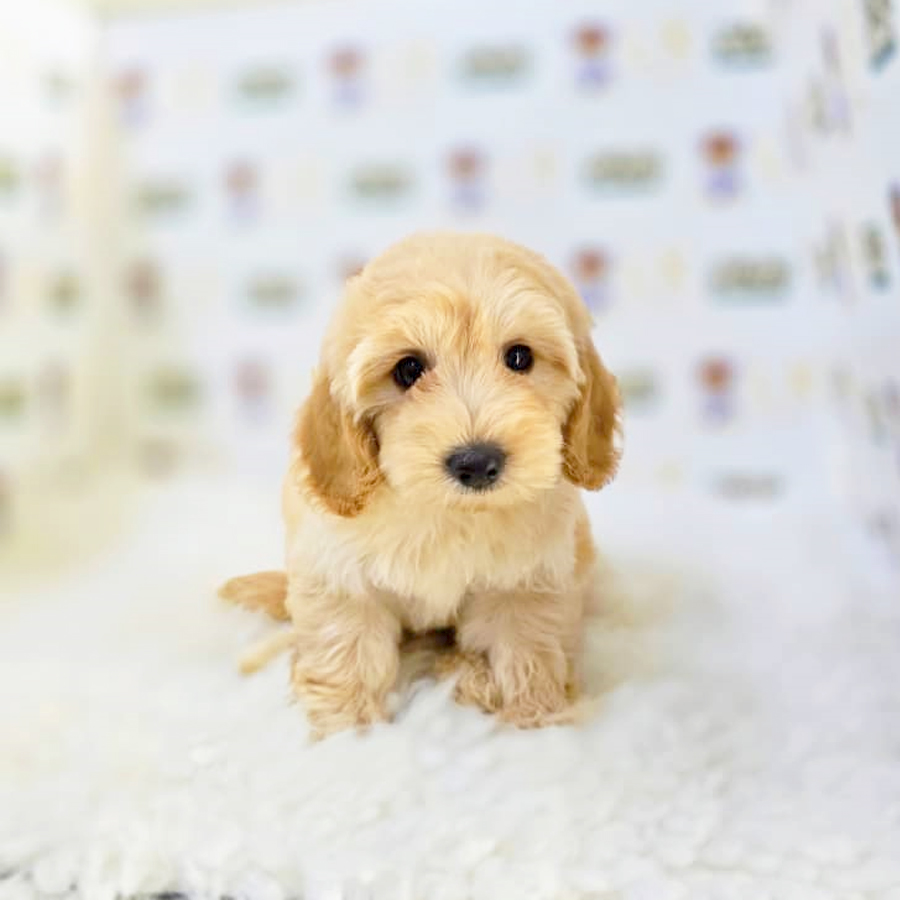 Maltipoo Puppy (Male) For Sale