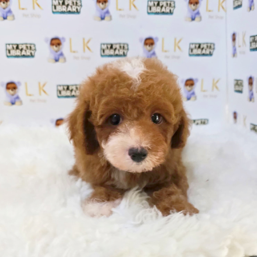 Toy Poodle Puppy (Male) For Sale