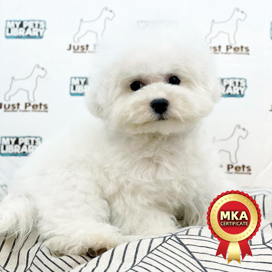 MKA Mini Bichon Frise Puppy (Female) For Sale