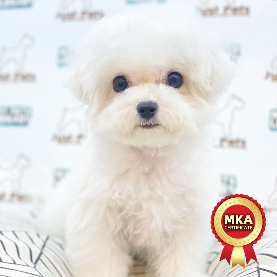 MKA Mini Bichon Frise Puppy (Female) For Sale