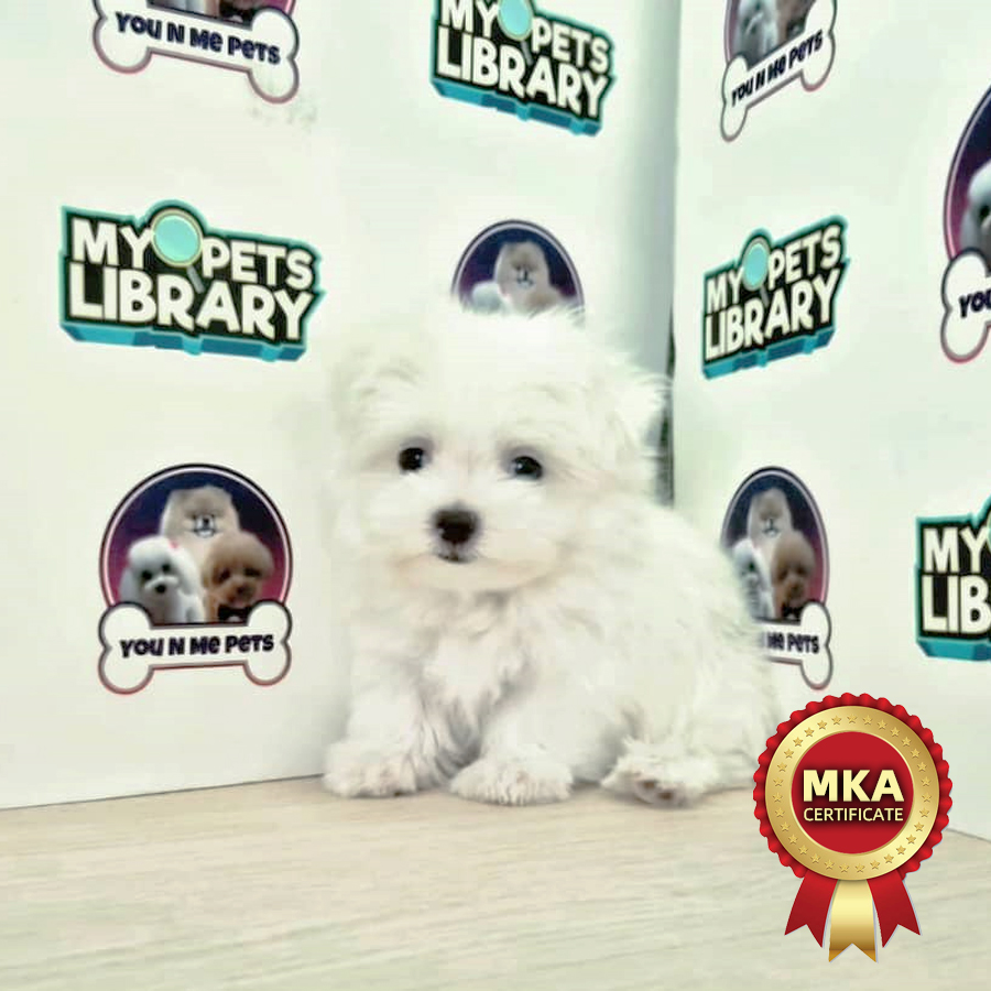 MKA Tiny Maltese Puppy (Male) For Sale