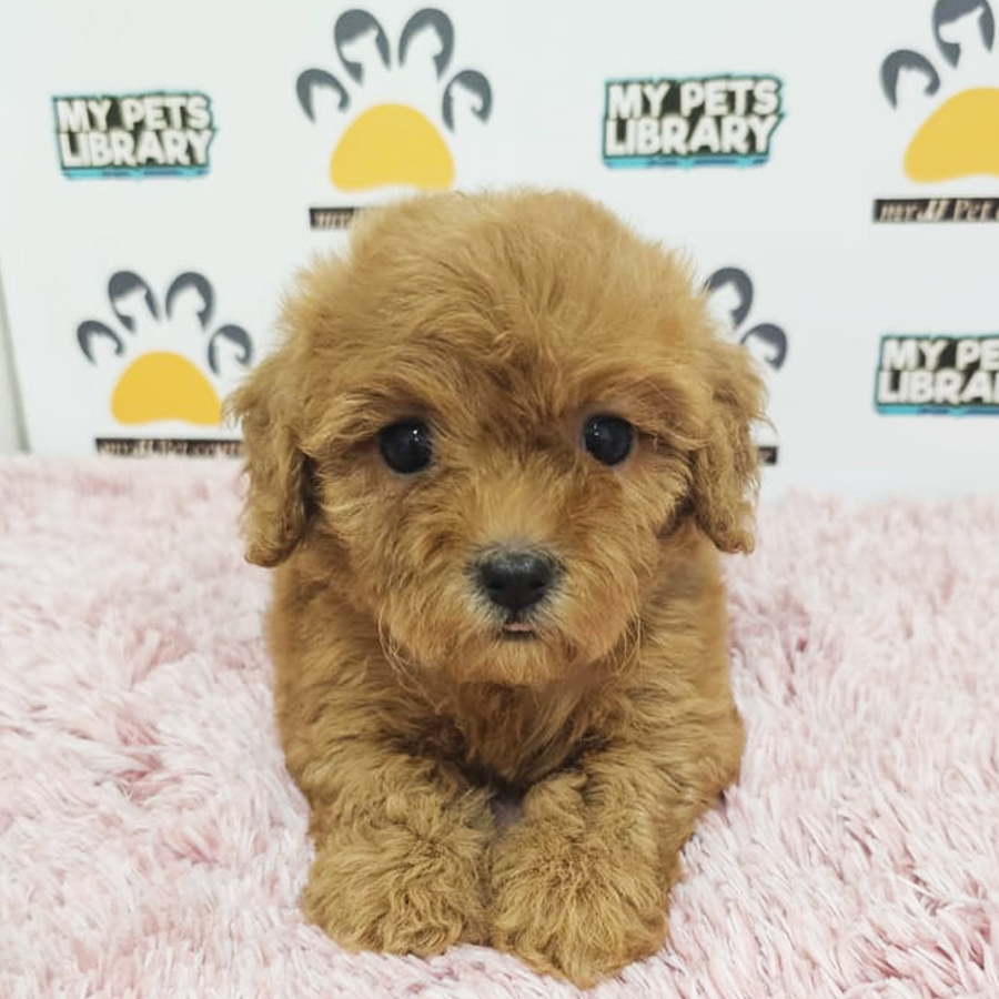 Tiny Poodle Puppy (Female) For Sale