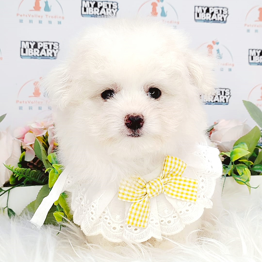 Maltipoo Puppy (Male) For Sale