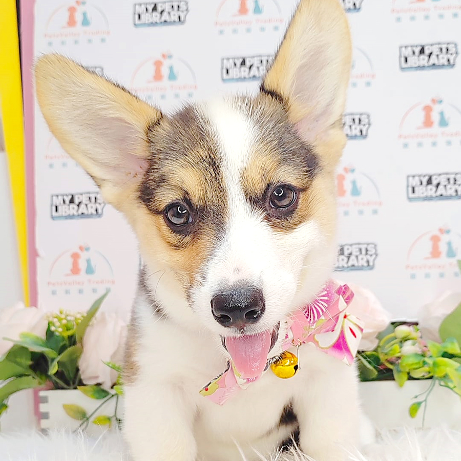 Welsh Corgi Puppy (Female) For Sale