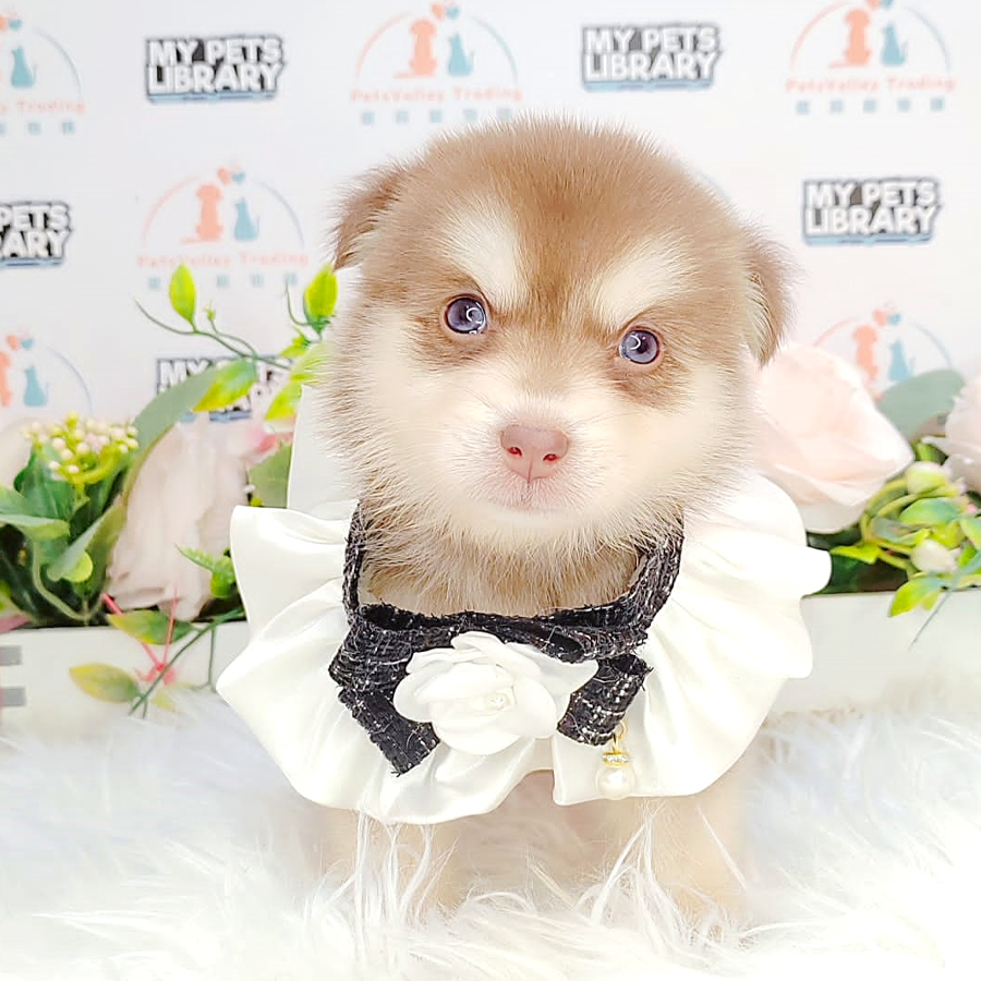 Pomsky Puppy (Male) For Sale