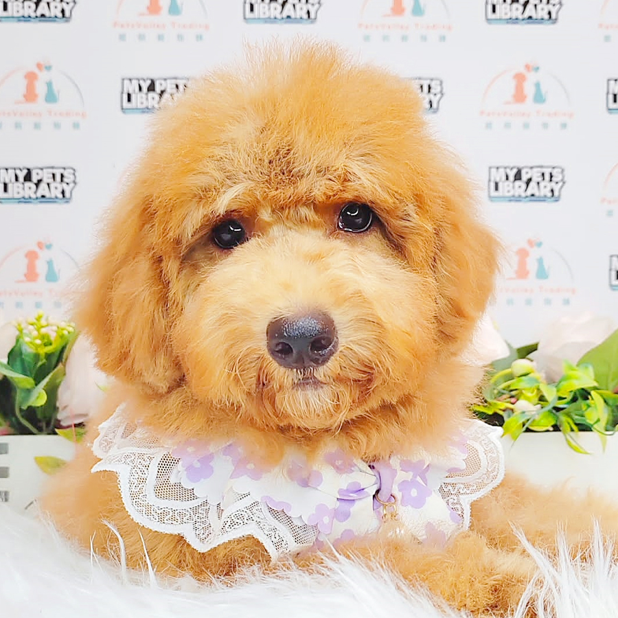 Miniature Poodle Puppy (Male) For Sale