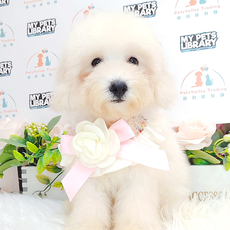 Toy Poodle Puppy (Male) For Sale