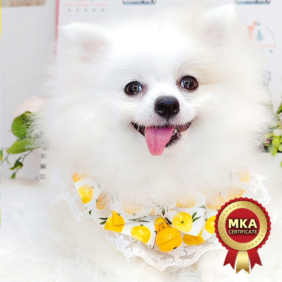 MKA Pomeranian Puppy (Female) For Sale