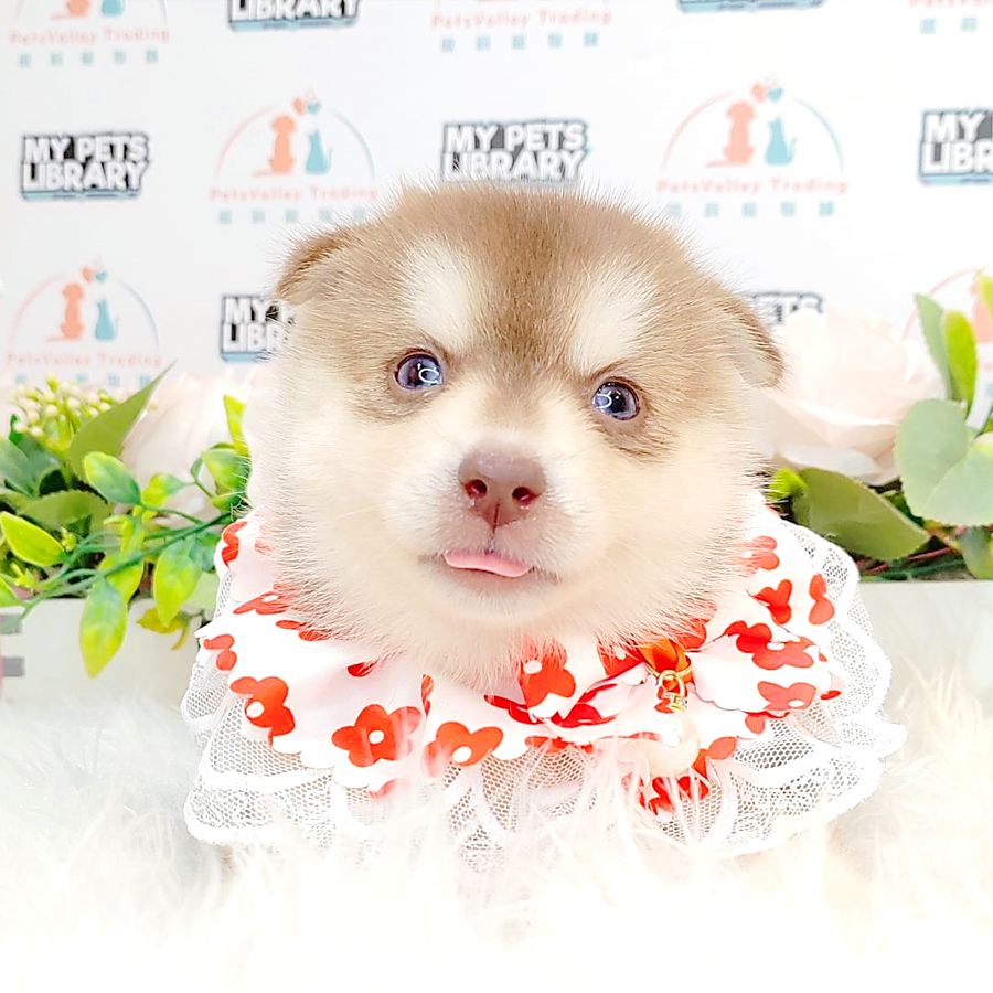 Pomsky Puppy (Male) For Sale