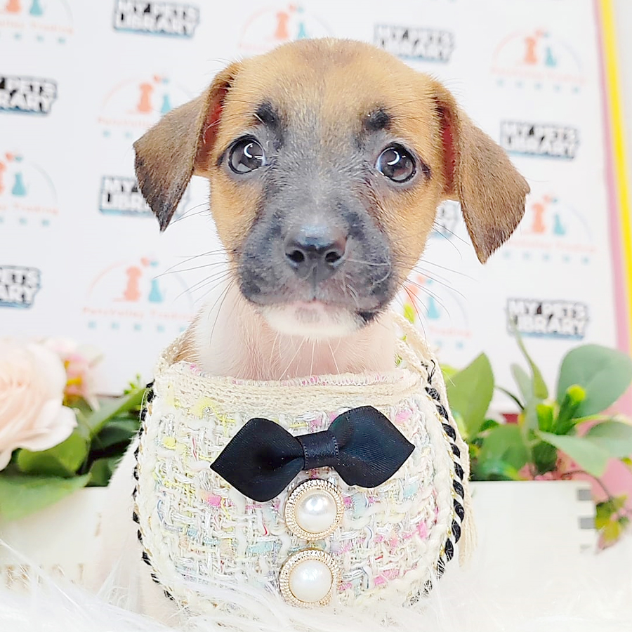 Jack Russell Puppy (Female) For Sale