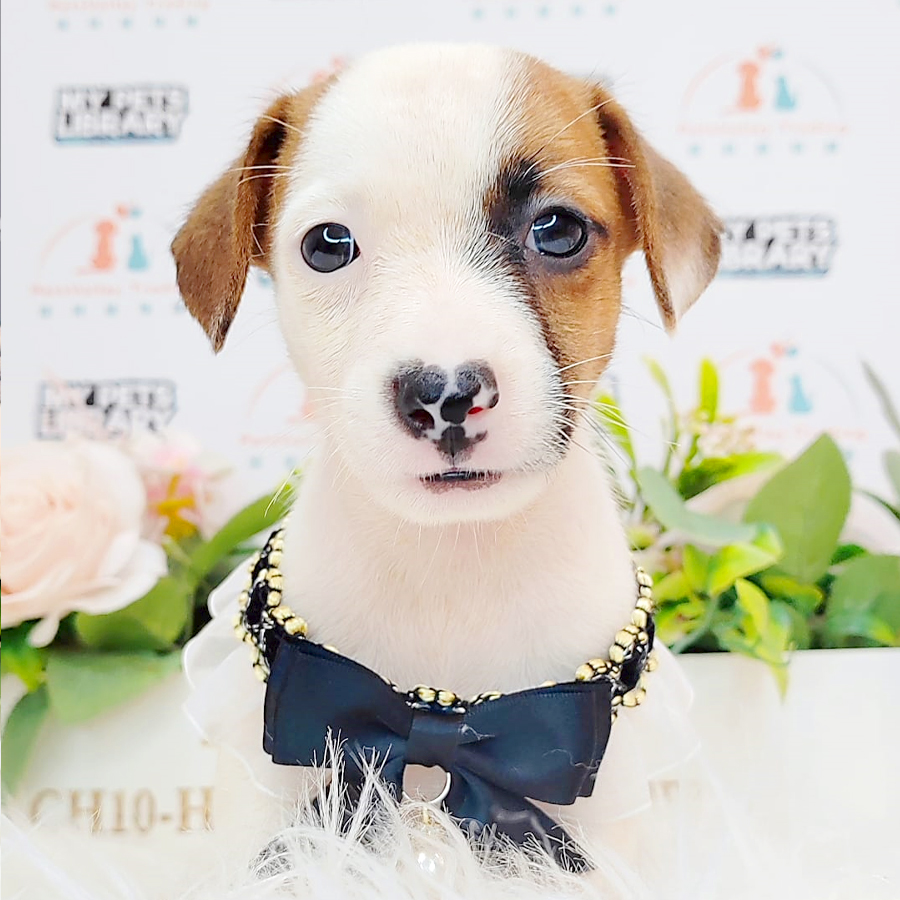 Jack Russell Puppy (Male) For Sale