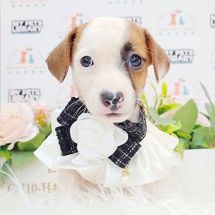 Jack Russell Puppy (Male) For Sale
