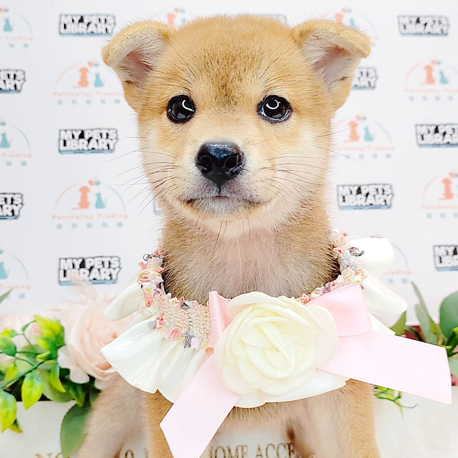 Shiba Inu Puppy (Female) For Sale