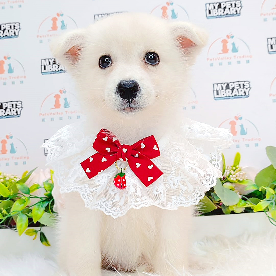 Pomsky Puppy (Male) For Sale
