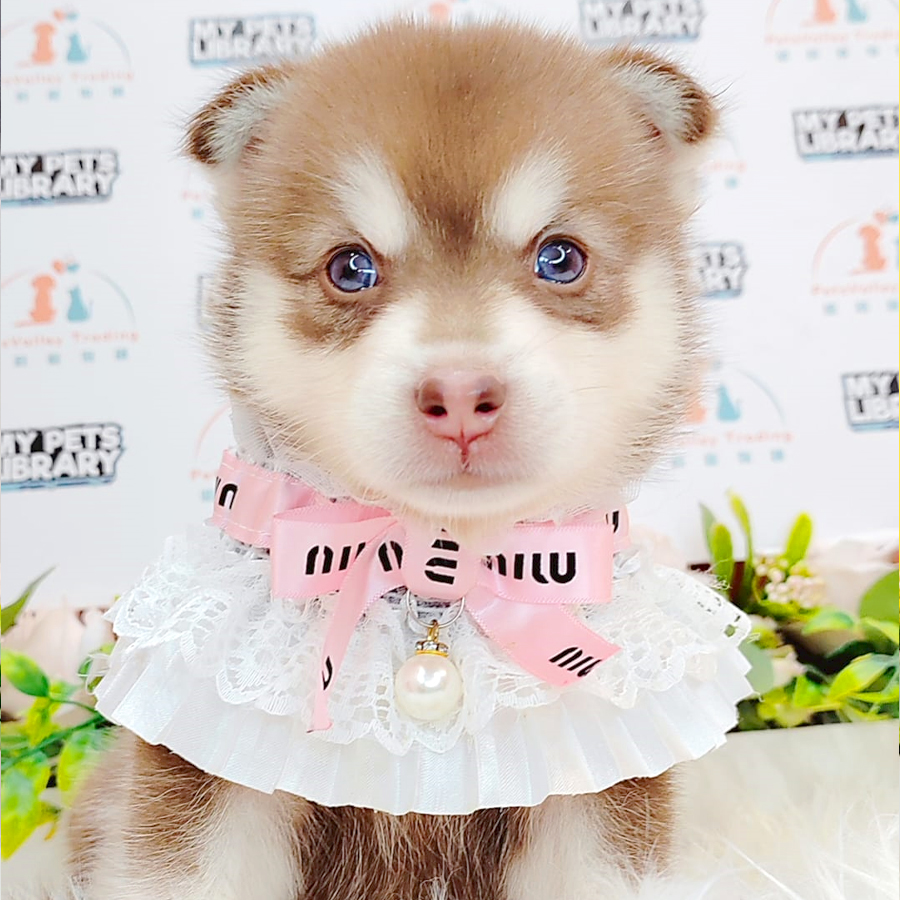 Pomsky Puppy (Male) For Sale