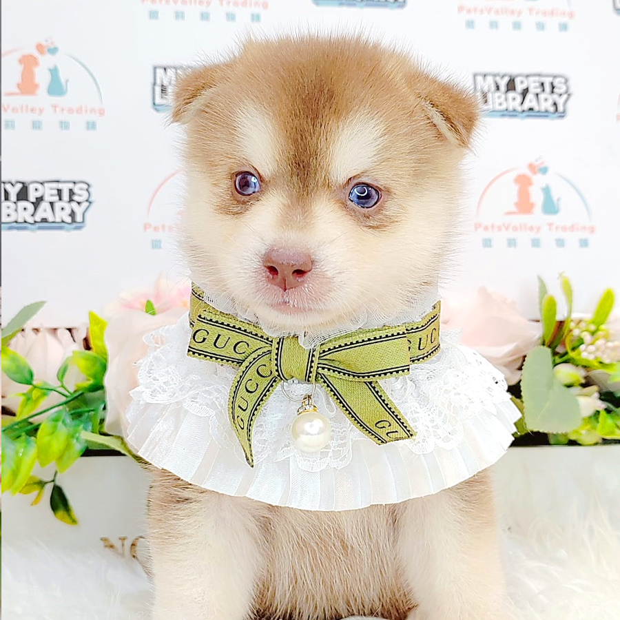 Pomsky Puppy (Male) For Sale