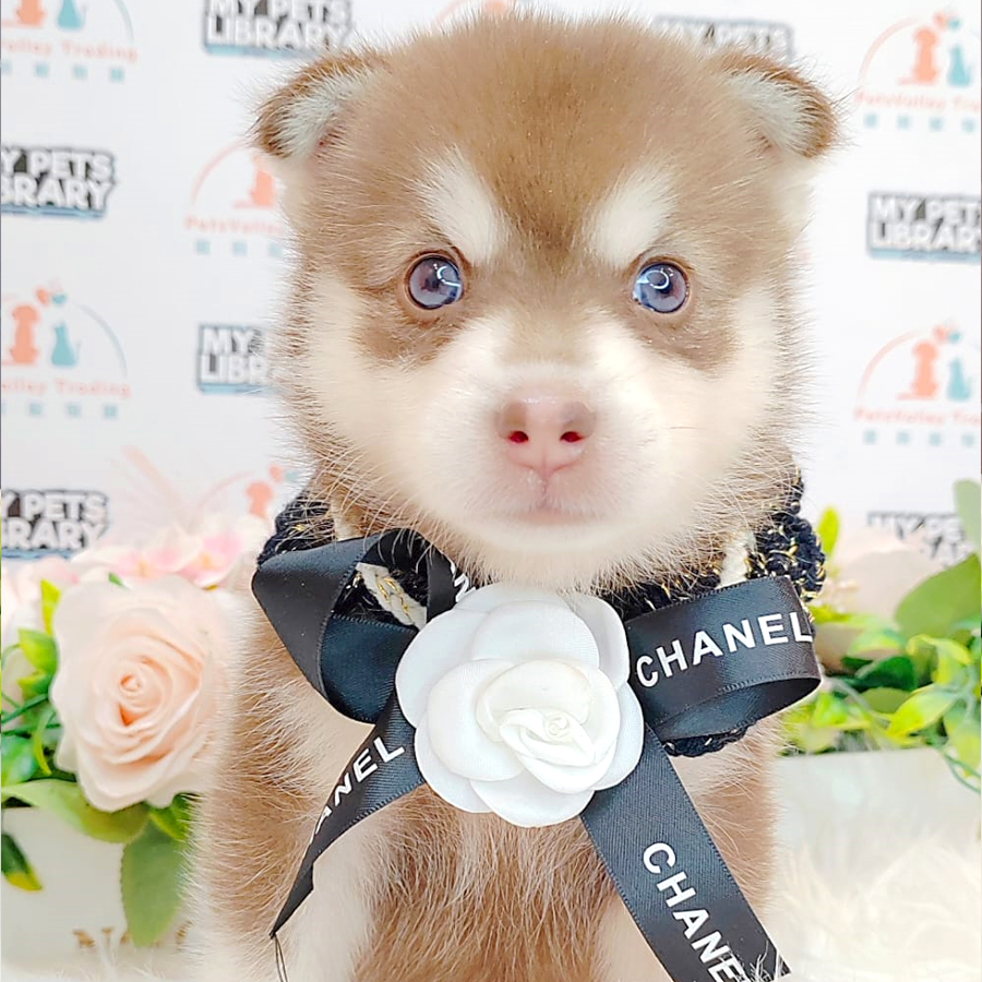 Pomsky Puppy (Male) For Sale