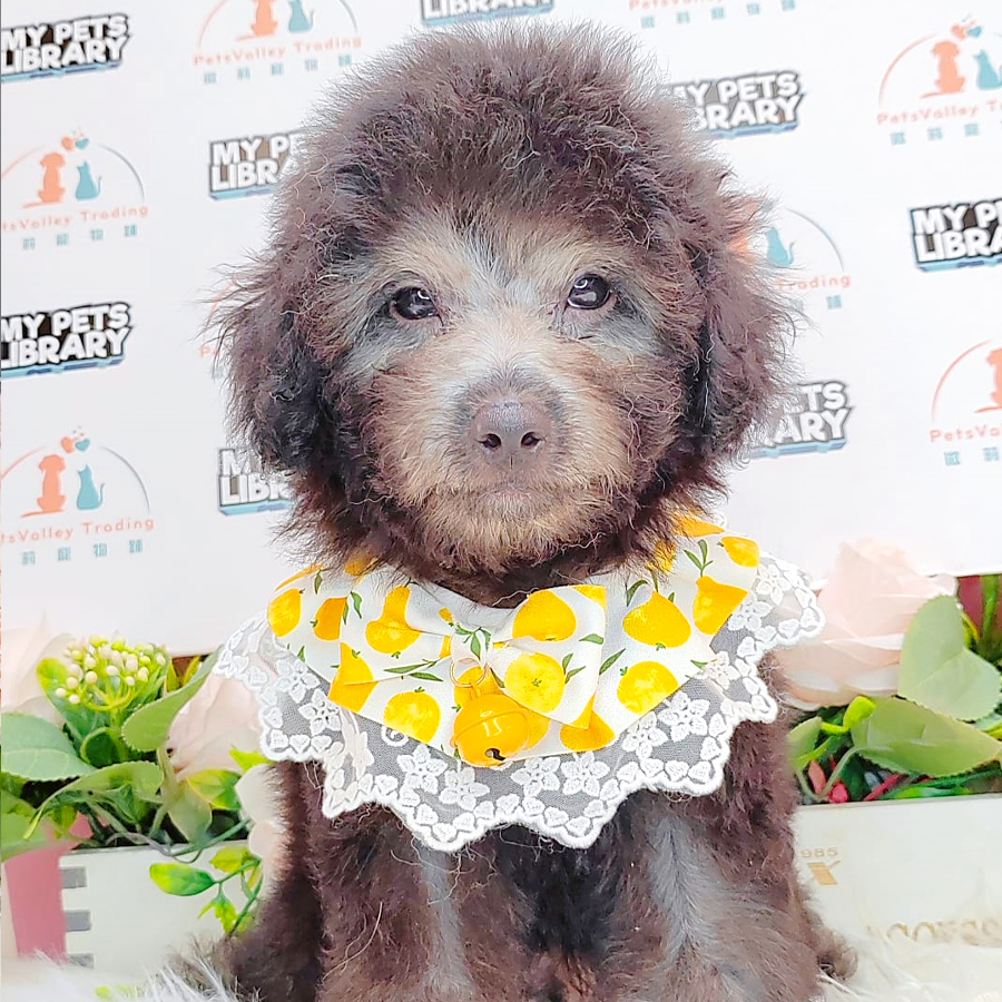 Toy Poodle Puppy (Male) For Sale