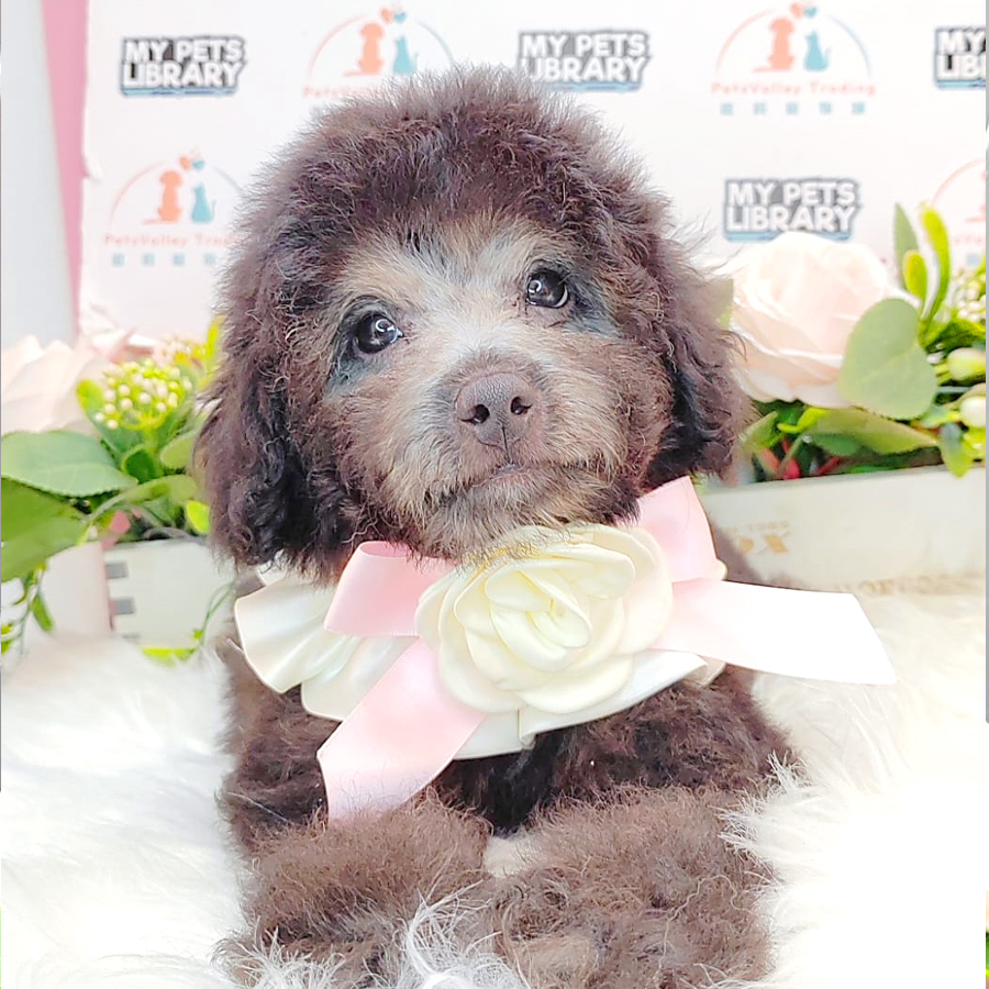 Toy Poodle Puppy (Male) For Sale