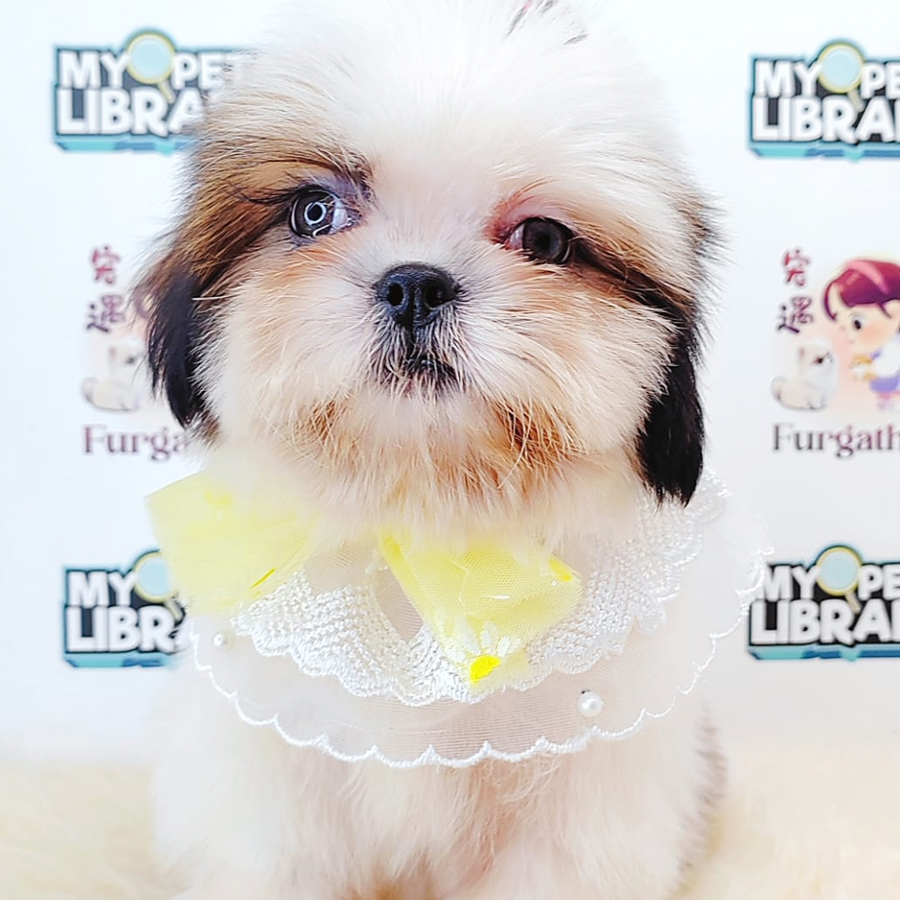 Shih Tzu Puppy (Male) For Sale
