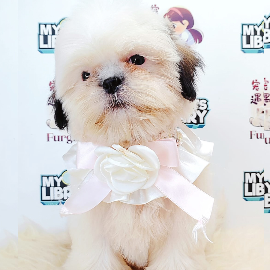 Shih Tzu Puppy (Female) For Sale