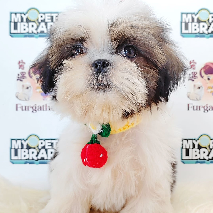 Shih Tzu Puppy (Male) For Sale