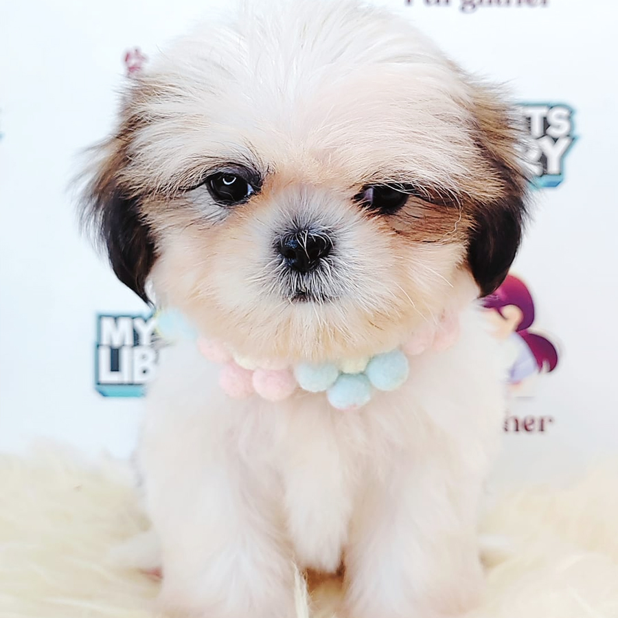 Shih Tzu Puppy (Female) For Sale