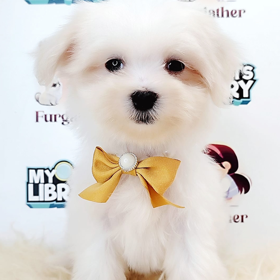 Tiny Maltese Puppy (Female) For Sale