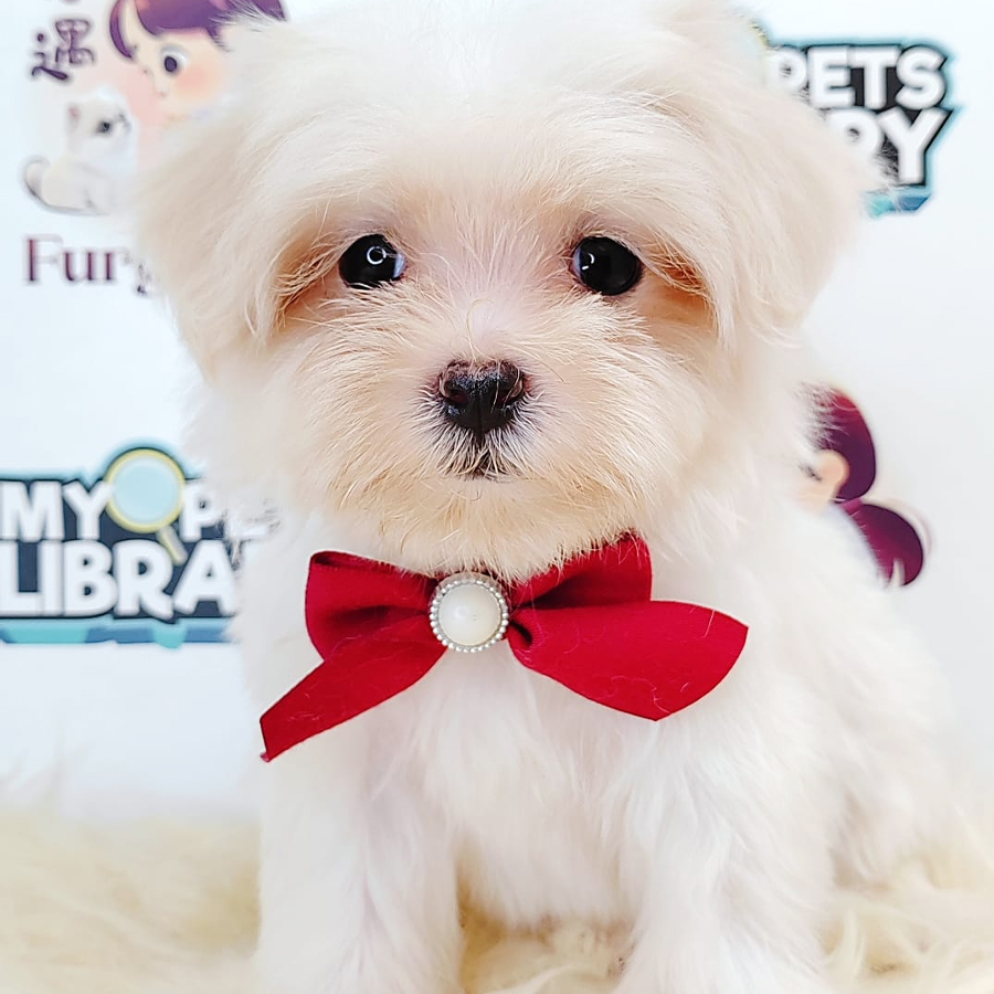 Tiny Maltese Puppy (Female) For Sale
