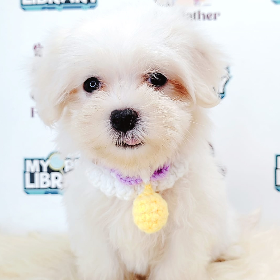 Tiny Maltese Puppy (Male) For Sale