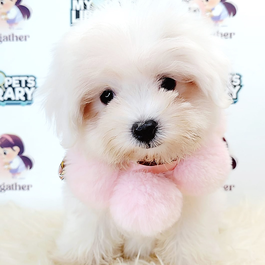 Tiny Maltese Puppy (Male) For Sale
