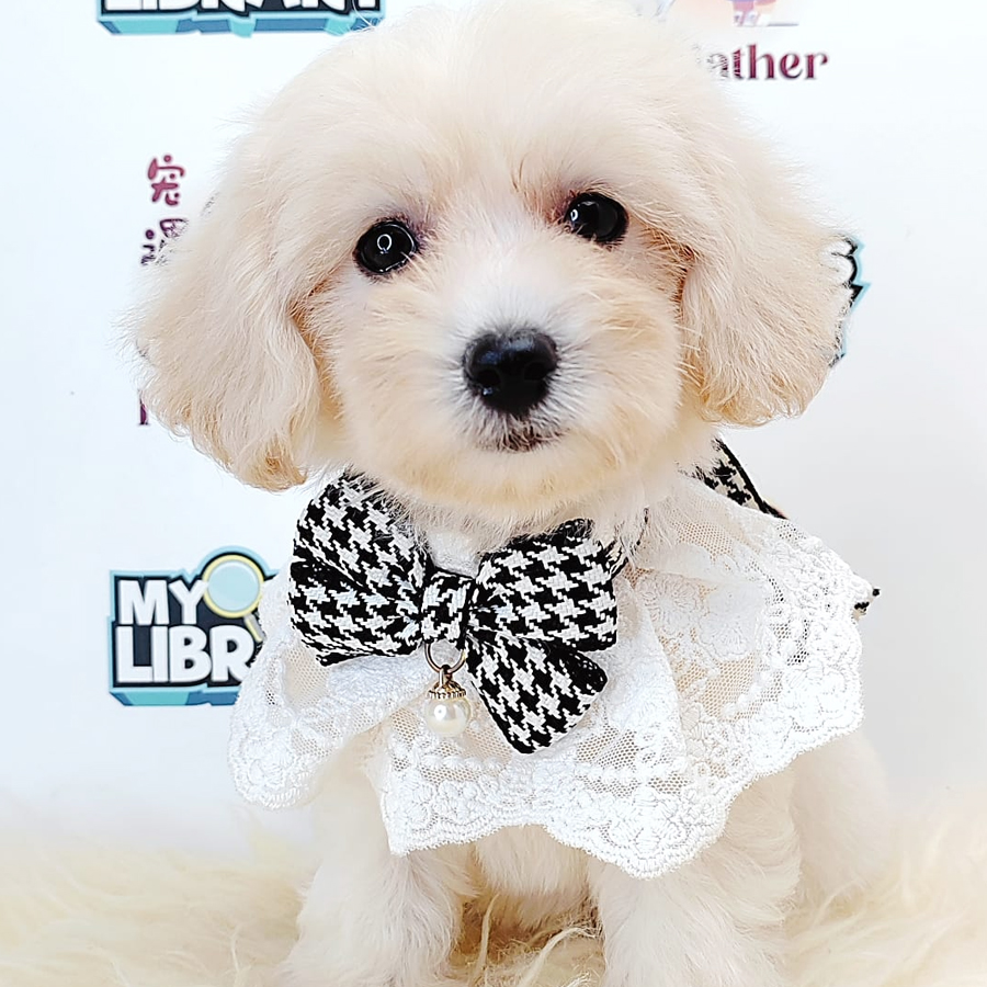 Maltipoo Puppy (Female) For Sale