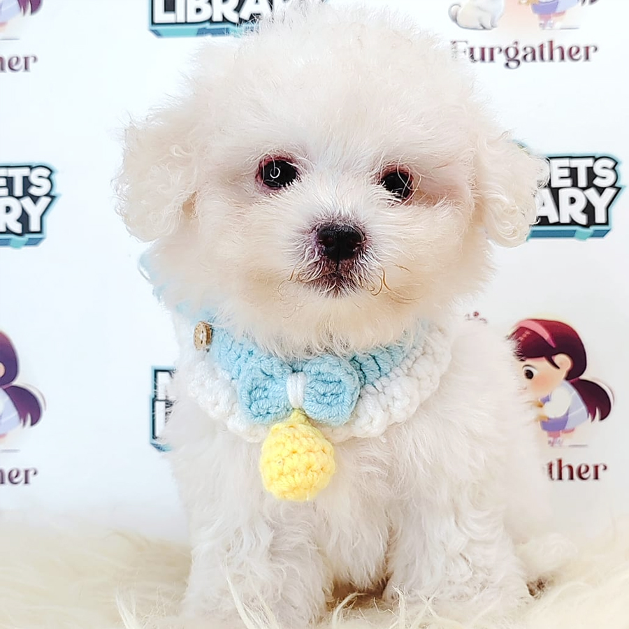 Tiny Toy Poodle Puppy (Male) For Sale