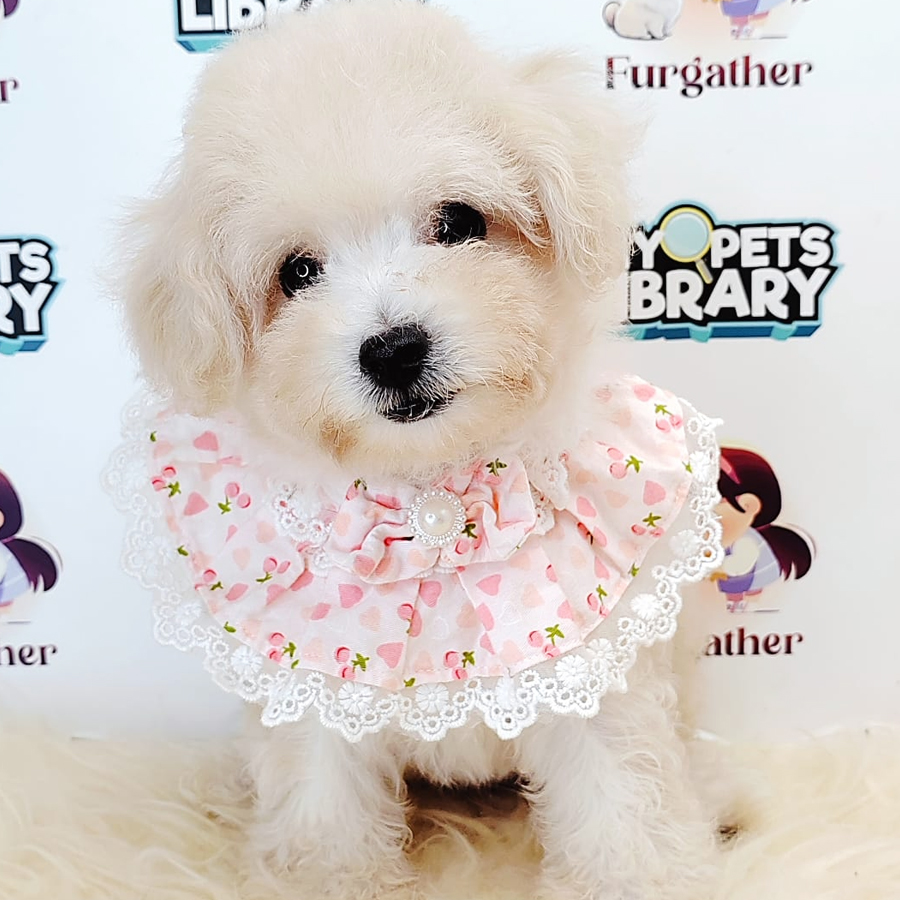Tiny Toy Poodle Puppy (Female) For Sale