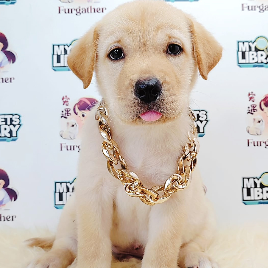 Labrador Retriever Puppy (Male) For Sale