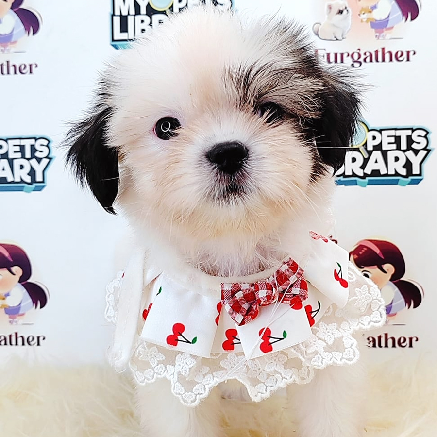 Shih Tzu Puppy (Male) For Sale
