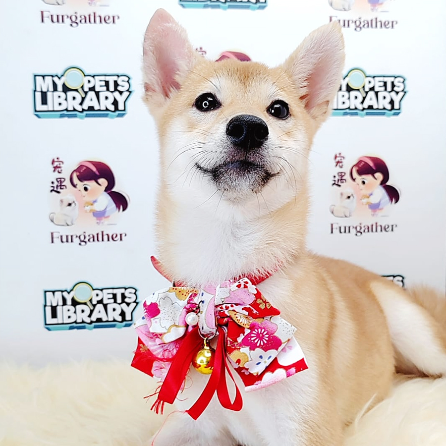 Shiba Inu Puppy (Female) For Sale