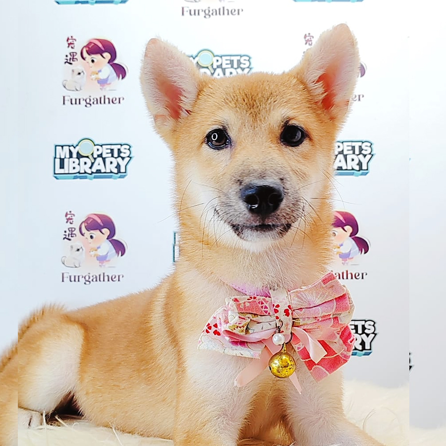 Shiba Inu Puppy (Male) For Sale