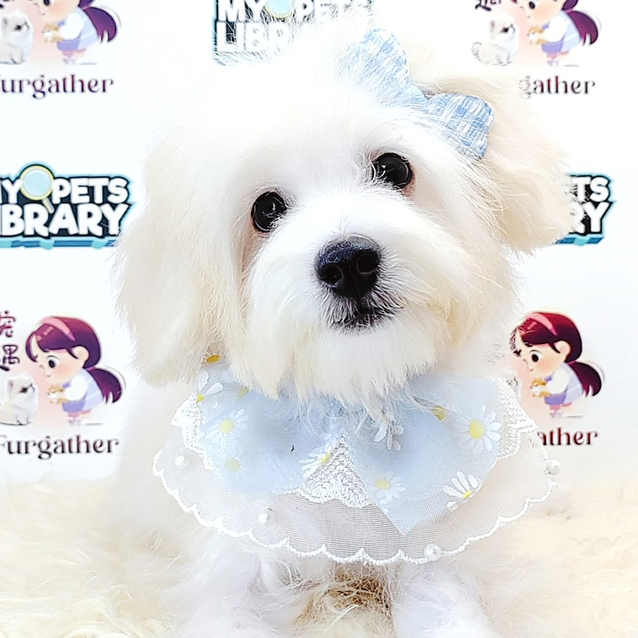 Maltipoo Puppy (Male) For Sale