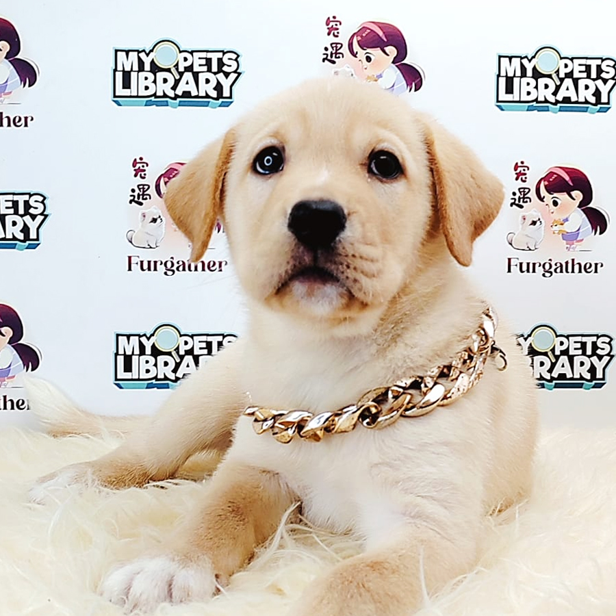 Labrador Retriever Puppy (Male) For Sale