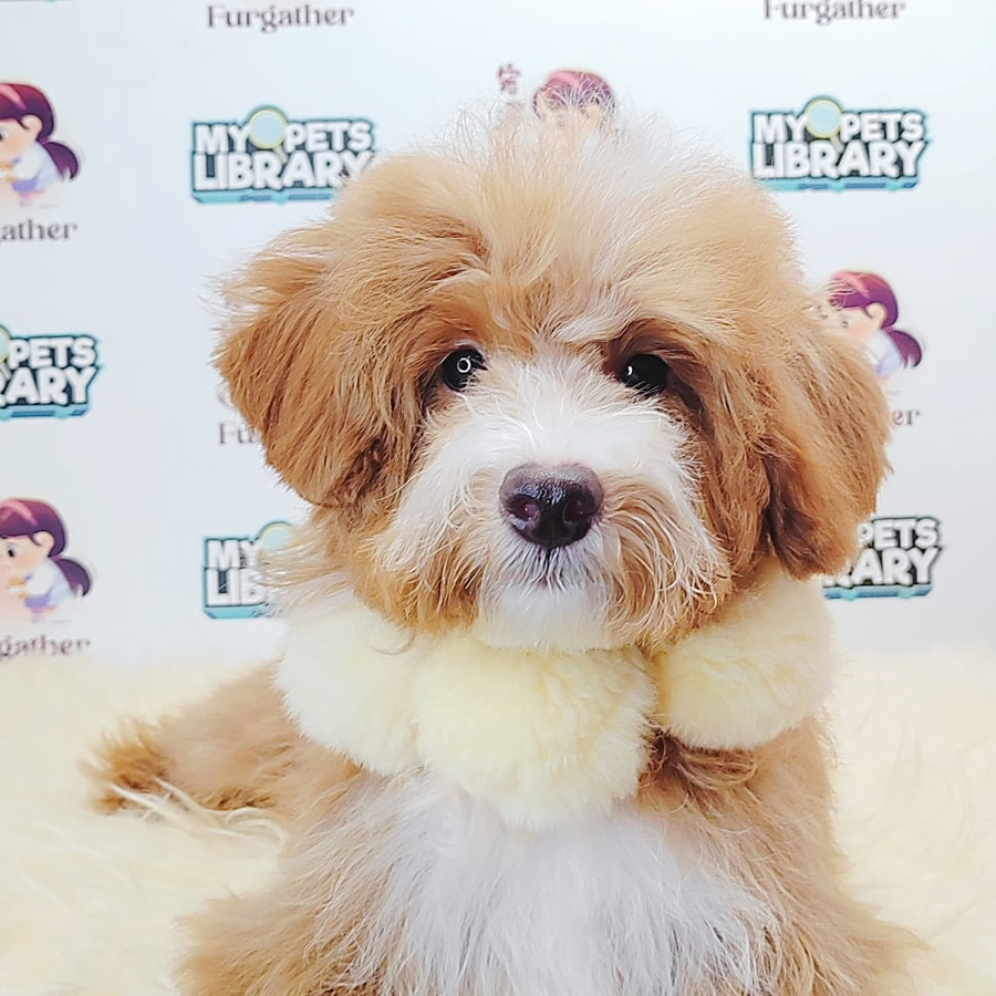 Maltipoo Puppy (Male) For Sale