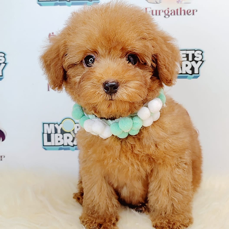 Toy Tiny Poodle Puppy (Male) For Sale