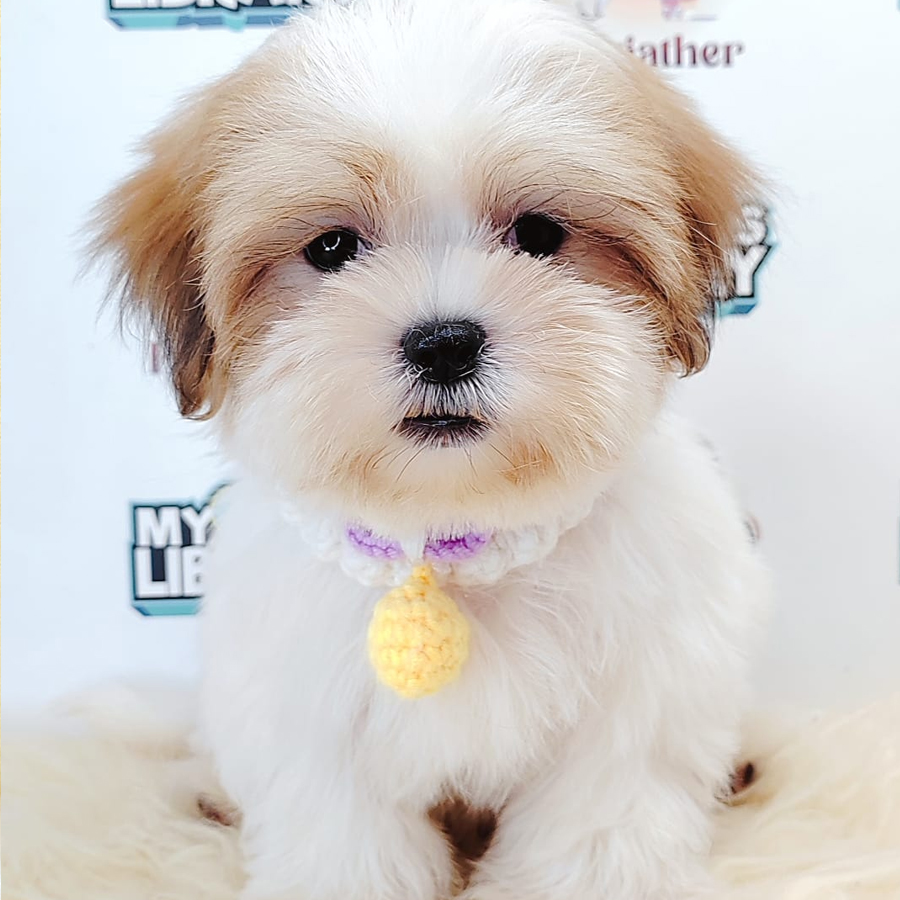 Shih Tzu Puppy (Male) For Sale