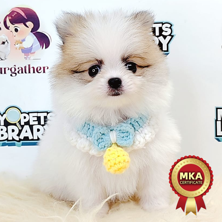 MKA Pomeranian Puppy (Female) For Sale