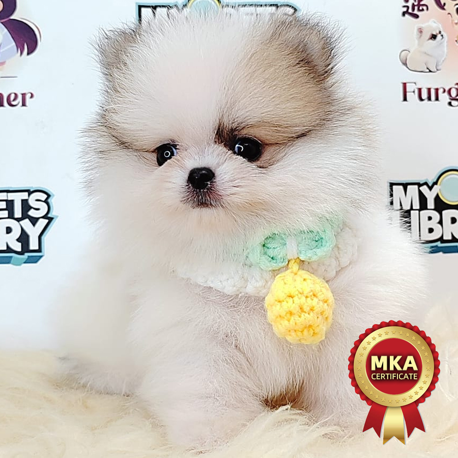 MKA Pomeranian Puppy (Male) For Sale
