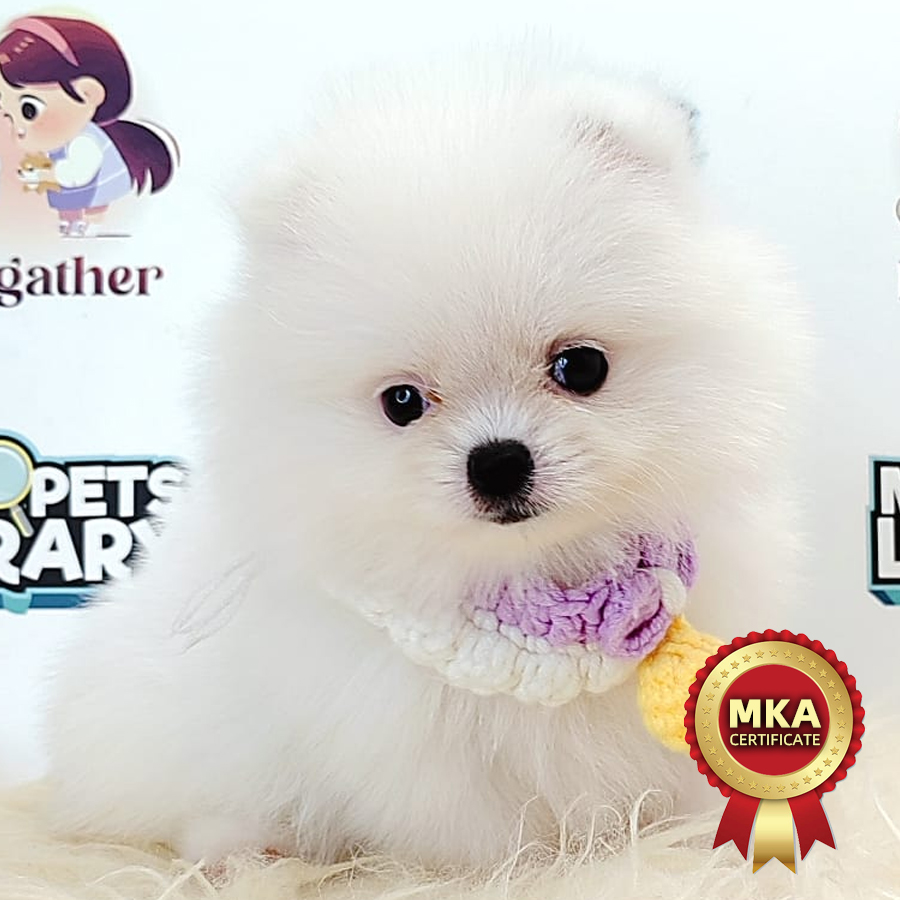 MKA Pomeranian Puppy (Female) For Sale