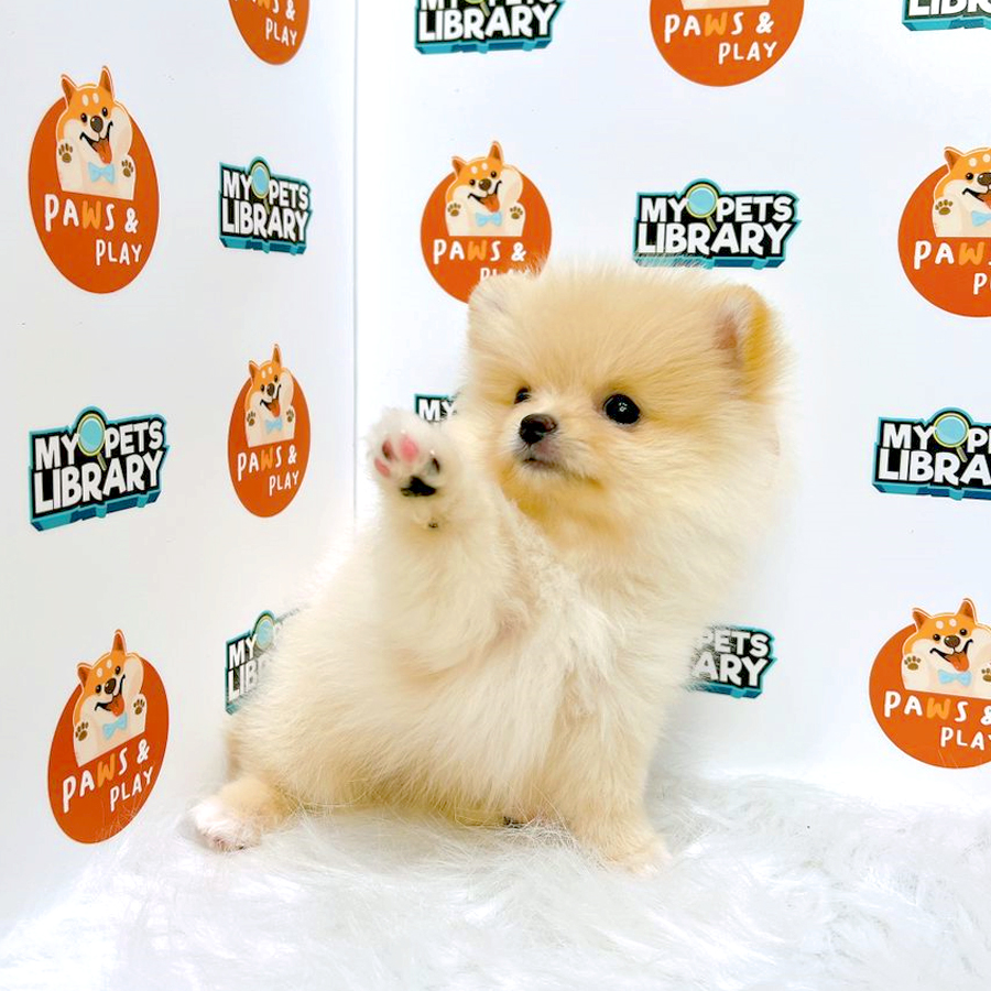 Pomeranian Puppy (Male) For Sale
