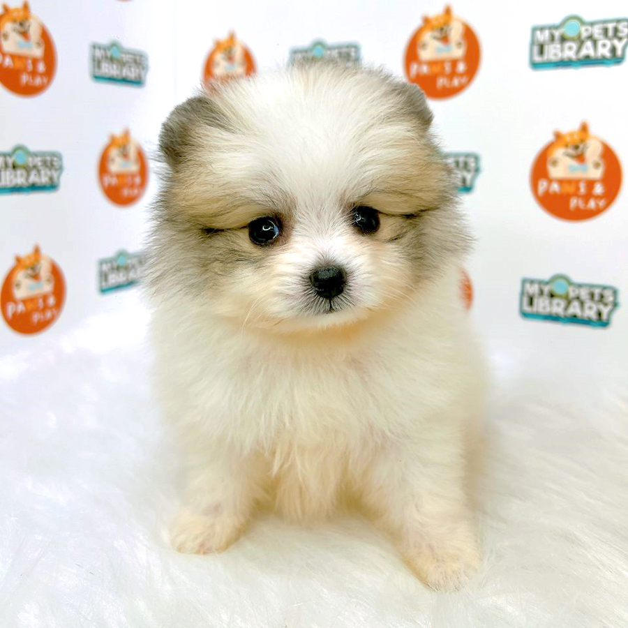 Pomeranian Puppy (Female) For Sale